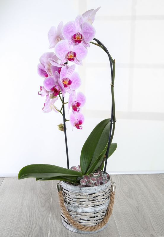 Orchid plant