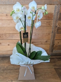 Orchid Plant