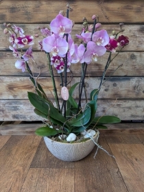 Orchid Arrangement