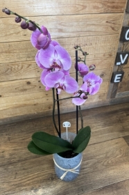 Orchid Plant