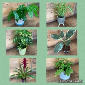 Six Month Plant Subscription